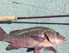 Sorry jack, but the TFO Mangrove 10wt got the better of you! 