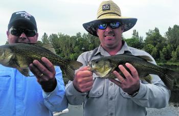 Matt and Geoff with a 40cm+ bass each that enjoyed cicada imitations.