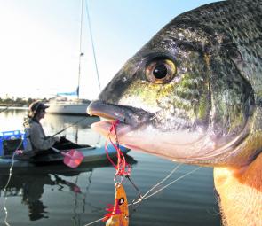 Jack Geddes in the background searching for flathead as dad returns a small bream pulled from the jetty pylons.