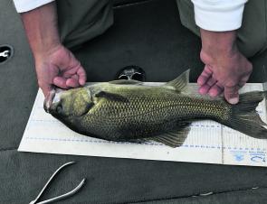 Bass will be spawning around Wingham soon so remember to release them all.