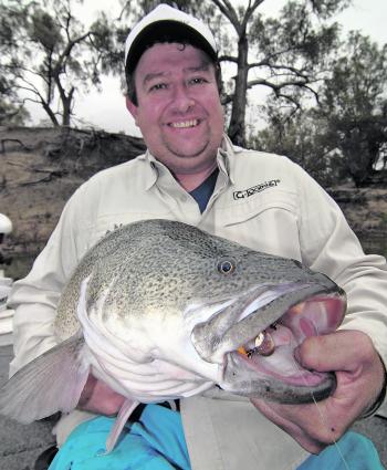 Nigel Greenwood with a solid Murray cod landed on the cast using a Bassman 4x4 spinnerbait.