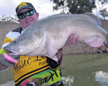 I have always preferred to use fluoro colours in dirty water for Murray cod. This one fell to a pink StumpJumper on the cast. 