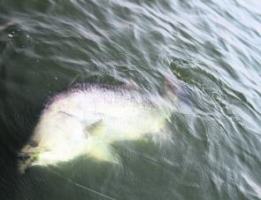 The sight every angler who fishes Faust wants to see – 120cm of prime ‘angry’ barra ready for the net.