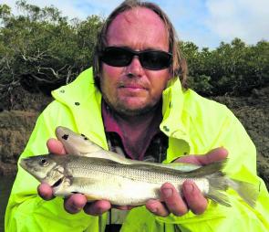 The whiting are biting, Steve Bogert ponders on whether to keep these three nice ones for the pan or use them for bait.