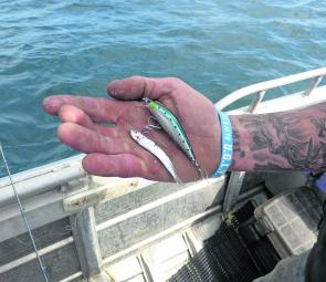 Matching the hatch – a Zerek Barra X next to the bait, which salmon feed on in autumn. Note the bent treble after something very big decided to muscle in on the act!