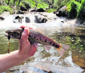 The small stream trout fishing in the greater Batlow area has been sensational this summer with beautifully marked fish like this about in good numbers. Both lure and fly fishing techniques have been working well.