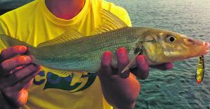 Throwing a surface lure is like ringing the dinner bell for XOS whiting.