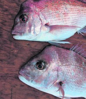 Try the close reefs in 20m-40m for snapper this month.