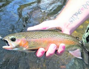 A lovely coloured rainbow trout from the Kiewa River at Mt Beauty taken on a Strike Tiger nymph soft plastic in an area of high fishing traffic.