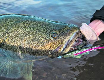 The big winter cod are really taking a liking to the FX Fury soft plastics – especially the rainbow trout pattern.