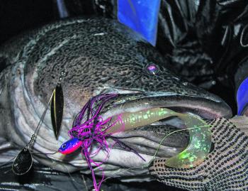 The Mud Guts Big Guts is the perfect spinnerbait for monster Murray cod in dams.