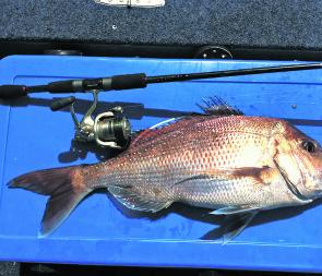 Snapper of this quality have been many this snapper season, and will continue to get better in December.