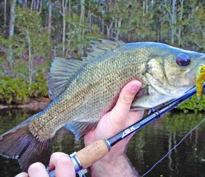 The first termite hatch of the season produced this estuary perch on a Jazz Zappa surface lure.