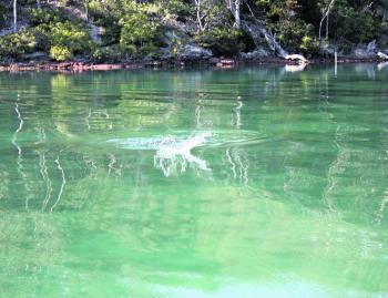 Pambula lake salmon smashing surface lures in calm crystal clear water - a stack of fun.