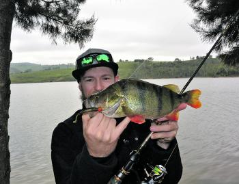 This redfin was caught by Stuart Kenny at Lake Lyell using soft plastics around the trees. 