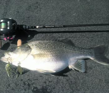 This bass was taken on a 1/2oz Bassman spinnerbait in olive green/white.