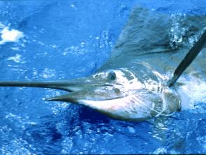 October often produces a good run of sailfish for anglers fishing the grounds.