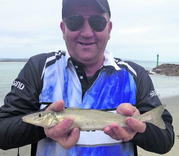 King George whiting are been caught around the harbour at Bastion Point.
