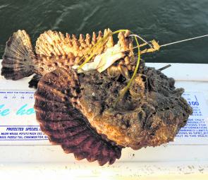 A very ugly customer that can cause a lot of pain. Land-based anglers need to be wary.