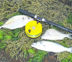 You can target trevally, tailor and bream off the rocks during March.