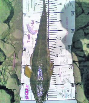Flathead have been caught in reasonable numbers.