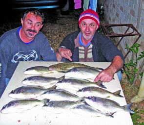 A good haul of decent-sized bream, and a flathead, all caught using live bait.