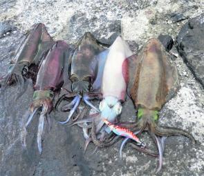 Squid can often be caught in groups and can’t resist an orange squid jig (the authors favourite colour)