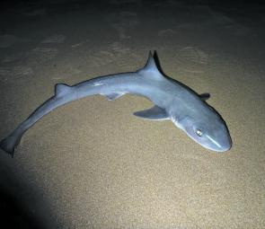 This nice gummy shark was caught off a beach in Cooee just after sunset by Daniel Paull.