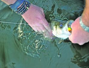 Estuary perch should pick up well this season, after a massive amount of rain through Winter.