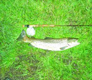 A 60cm brown ready for release after taking a Hamills Killer right on the edge. 