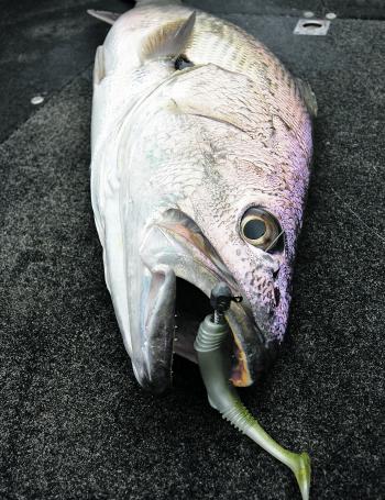 A 5” Samaki Boom Bait was the undoing of this healthy metre long fish. Big paddle-tails like this are a favourite of the author’s when targeting mulloway.