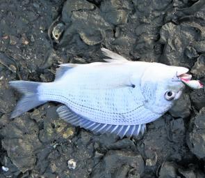 Bream can’t resist a small hardbody worked around the rocks.