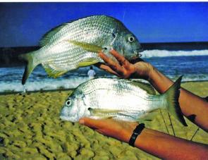Quality bream are a result of berleying a beach.