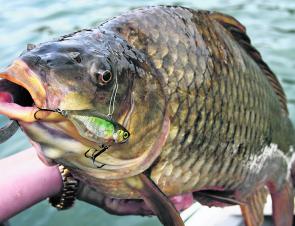 There aren’t too many species that won’t smash a slowly trolled lipless crankbait. Even carp get in on the action.
