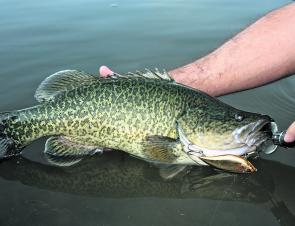 Murray cod regularly hit trolled lipless cranks, especially on a stop-start or slow dragging technique.