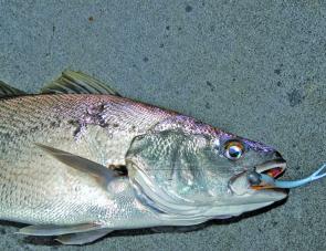 Hopefully the plentiful numbers of juvenile mulloway that were around last season will return as legal fish this year.