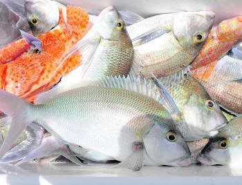 Morwong make for a tasty meal and are easy to come by in the winter.