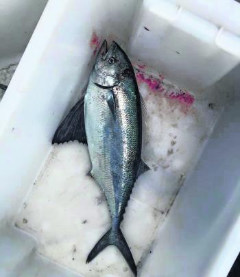 Some strange species found their way into fish bins this season! This is a beautiful little butterfly mackerel.