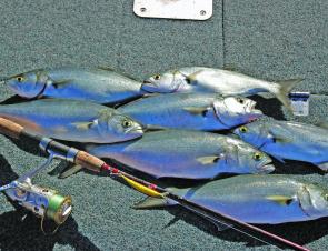 Trolling gold minnows is a great way to prospect for Moreton Bay tailor.