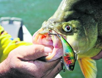 Fishing Monthly Magazines : Back to business on Blowering Dam