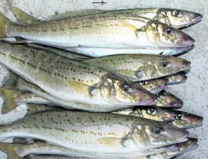 Though there are plenty of whiting on offer, there are some big ones.
