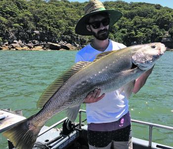 A 12kg Hawkesbury mulloway caught on Hawkesbury Fishing Charters.