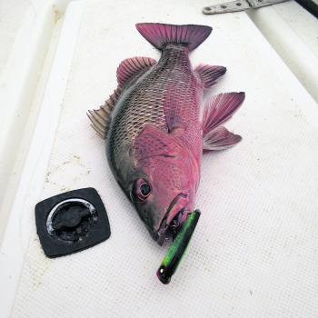Mangrove jacks are hitting hard and pulling hooks in January. Test your fishing skills on these mad red dogs!