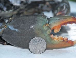 A big succulent mud crab can definitely make the effort of setting a few safety pots worthwhile.