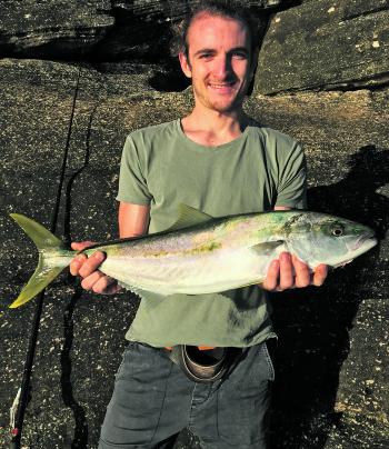 Kings are biting in Sydney Harbour and on the ocean rocks of late. Daniel Cocchieri caught this one from the harbour rocks on a ganged salted sea garfish.