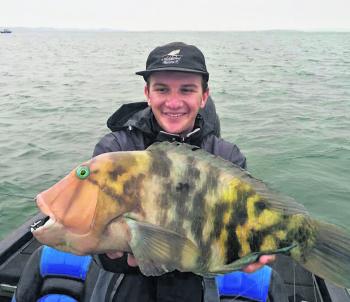 Brandon’s tuskfish caught on a shallow diving rankbait in less than 1m of water at Goat Island. 