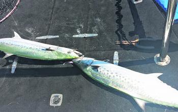 Double hook ups are common when the mackerel are on. It can be mayhem, but awesome fun!