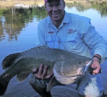 Murray cod are one of the best winter targets for freshwater lure fishers. They are able to tolerate the cooler water temperatures and continue to smash lures.