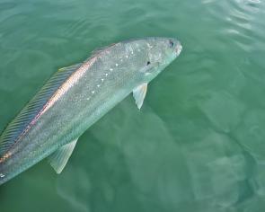 School mulloway have been a more common catch within both the Yarra and Maribyrnong rivers and they’re even starting to show up on the inner reefs and amongst some pier and jetty pylons within the bay itself. 