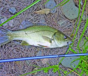 This Paterson River bass of around 40cm was caught at sunup on a Beetle Spin. 